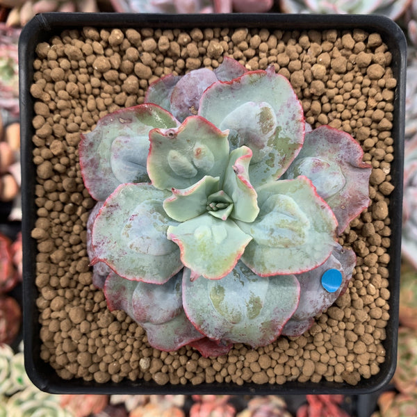 Echeveria 'Blue Spur' 4" New Hybrid Succulent Plant