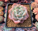 Echeveria 'Icy Green' 2" Powdery Succulent Plant