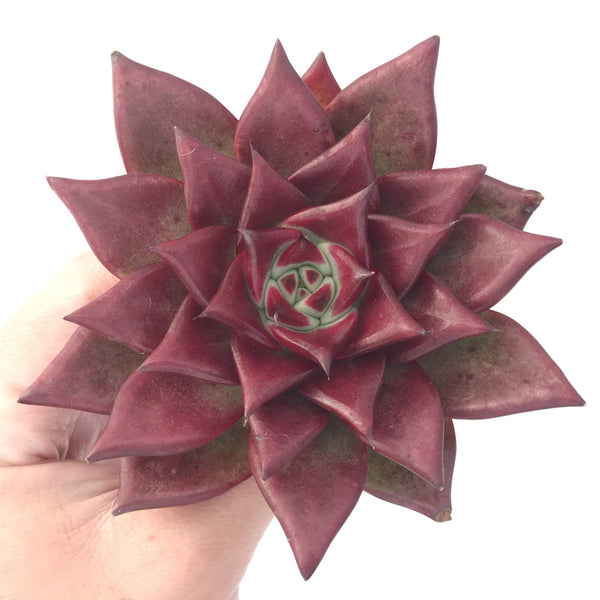 Echeveria Agavoides 'Luming' 5" Succulent Plant