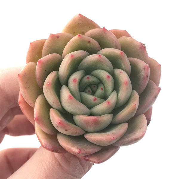 Echeveria Agavoides 'Timmo' 1" Rare Succulent Plant