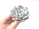 Echeveria 'Laui' 4"-5" Powdery Succulent Plant