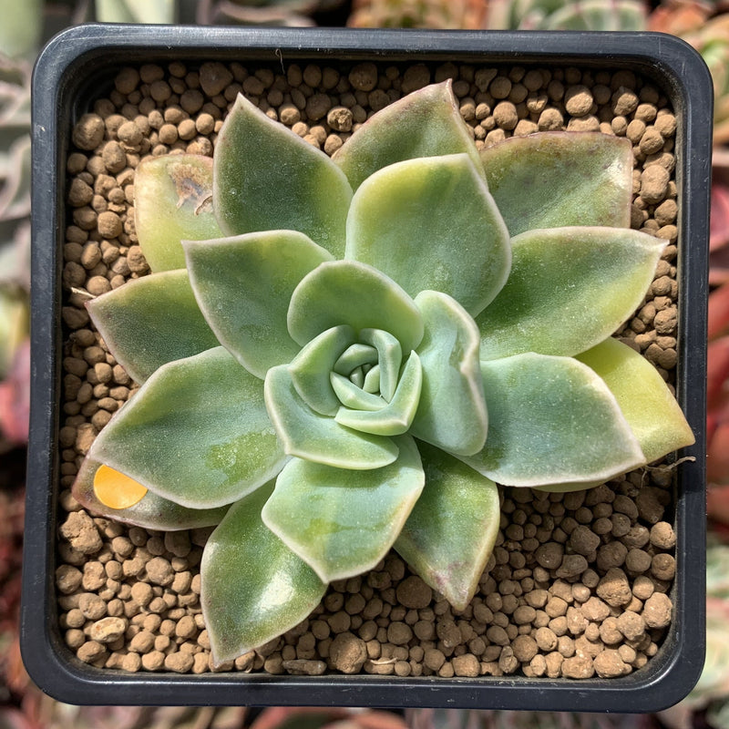 Graptoveria 'Harry Watson' Variegated 3" Succulent Plant