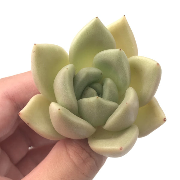 Echeveria Agavoides 'Lydia' 2" Rare Succulent Plant