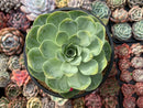 Greenovia Diplocycla 'Gigantea' 5"-6" Succulent Plant