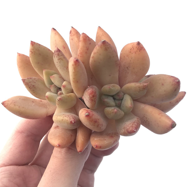 Echeveria Agavoides 'Spica' 4" Succulent Plant