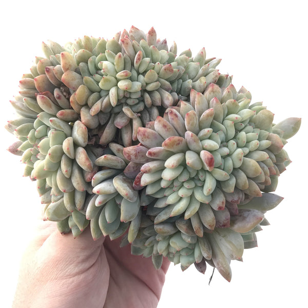 Echeveria 'Orange Monroe' Crested Cluster Large 8" Succulent Plant