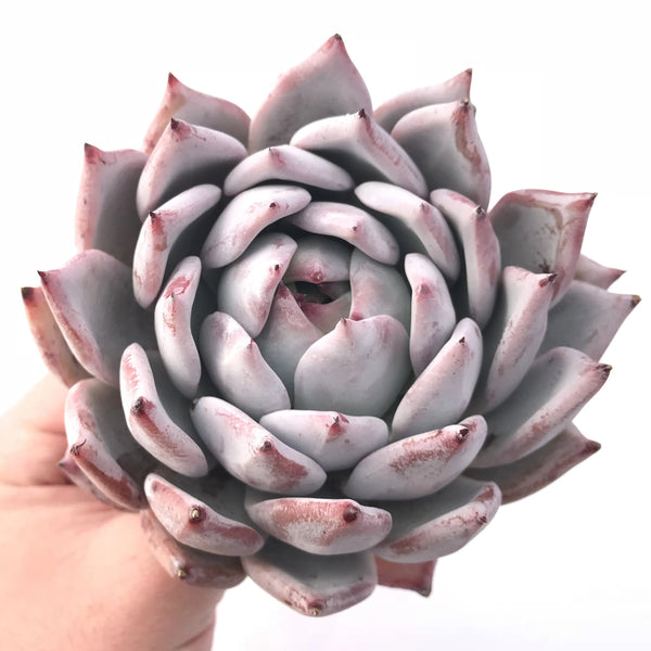 Echeveria Colorata Hybrid Extra Large Specimen 8” Rare Succulent Plant