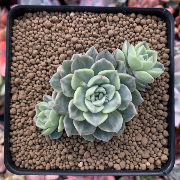 Echeveria Agavoides 'Tinkerbell' Variegated 2"-3" Succulent Plant