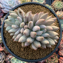 Pachyveria Venus Cluster 4” Succulent Plant