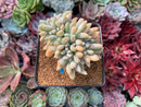 Cremeneria 'Expatriata' (Cremnophila linguifolia x Echeveria amoena ‘Microcalyx’) Crested Cluster 2"-3" Succulent Plant