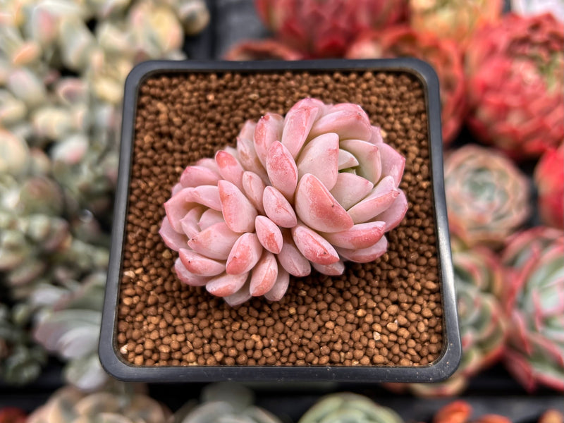 Echeveria 'Amazing Grace' 1" Succulent Plant