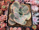 Echeveria 'Suyon' Variegated 4" Succulent Plant