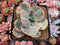 Echeveria 'Suyon' Variegated 4" Succulent Plant