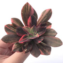 Echeveria 'Hanaikada' Variegated 4" Succulent Plant