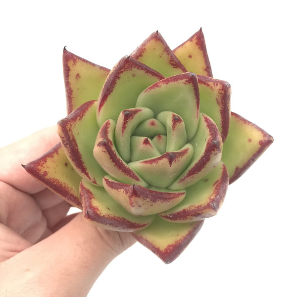 Echeveria Agavoides ‘Maria’ Hybrid 3” Rare Succulent Plant