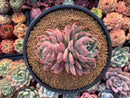 Echeveria sp. 4"-5" Cluster Succulent Plant