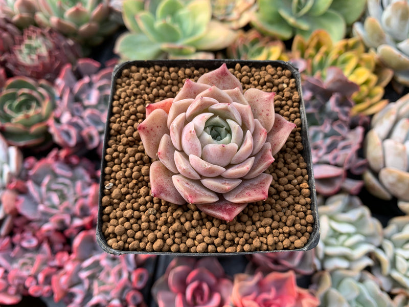 Echeveria 'Colina' 1" Succulent Plant