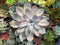 Echeveria 'Perle Von Nurnberg' Variegated 4"-5" Succulent Plant