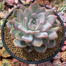 Echeveria 'Elegans Potosina' 4" Succulent Plant