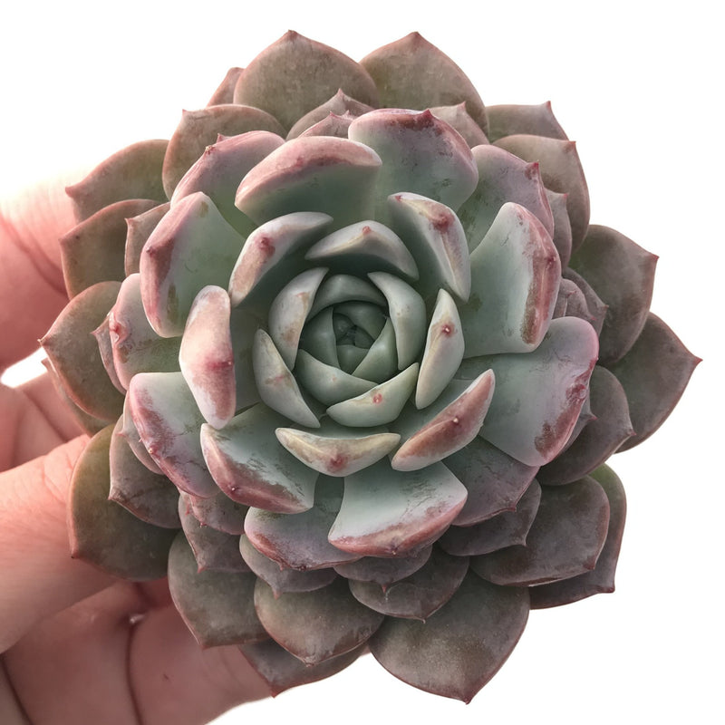 Echeveria 'Amazing Grace' 4" Succulent Plant