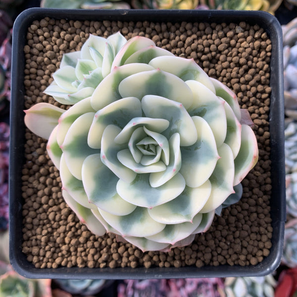 Echeveria 'Compton Carousel' Variegated Cluster 3" Succulent Plant