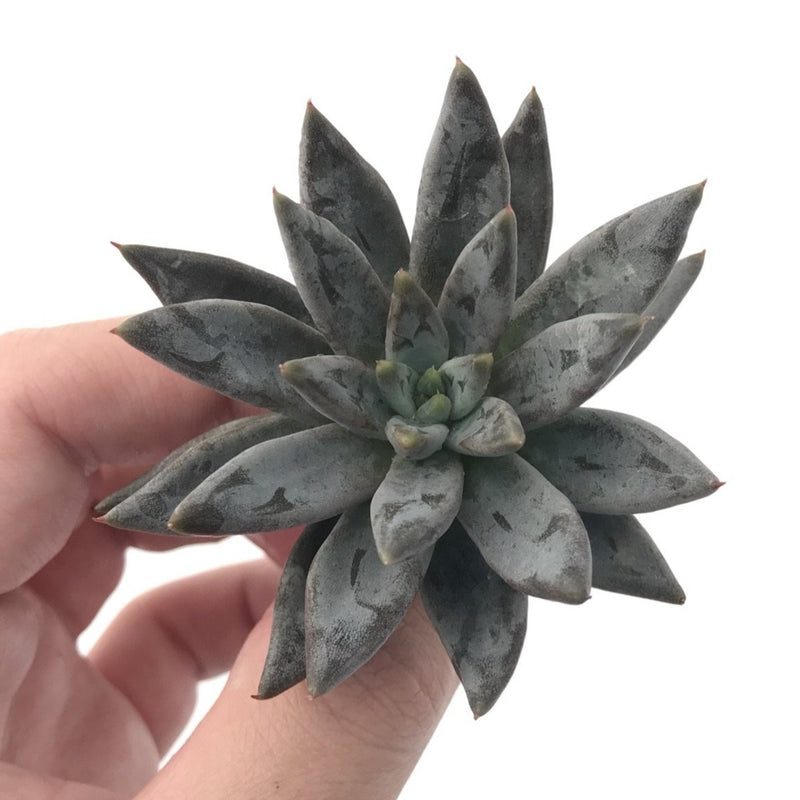 Echeveria 'Unguiculata' 3" Rare Succulent Plant