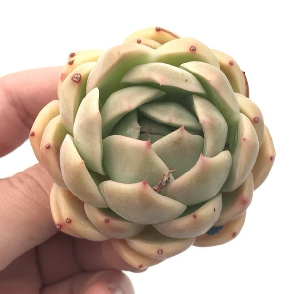 Echeveria Agavoides sp x Blue Surprise Hybrid 2" Rare Succulent Plant