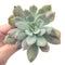 Echeveria 'Luella' Variegated 4" Succulent Plant