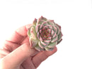 Echeveria 'Red Velvet' 2" Succulent Plant