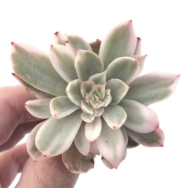 Echeveria 'White Snow' Variegated 2" Succulent Plant