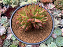 Echeveria Agavoides 'Frank Reinelt' Crested 4" Succulent Plant