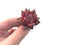 Echeveria Agavoides 'Red Ebony' 1" Succulent Plant