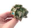 Echeveria 'Black Hawk' 2"-3" Succulent Plant