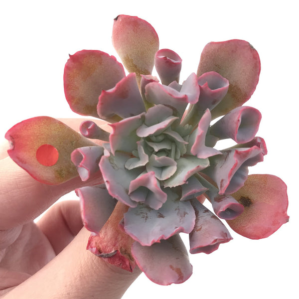 Echeveria 'Trumpet Pinky' 2"-3" Succulent Plant