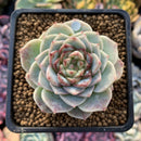 Echeveria 'Red Velvet' 2" Powdery Succulent Plant