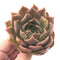 Echeveria 'Nocturnal' New Hybrid 2"-3" Succulent Plant