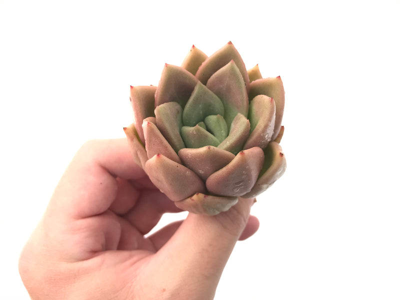 Echeveria Agavoides 'Lydia' 3" Succulent Plant