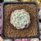 Echeveria 'Arba' 1" New Hybrid Powdery Succulent Plant