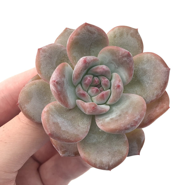 Echeveria 'Hosikage' 2"-3" Powdery Succulent Plant