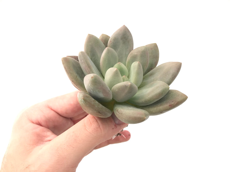 Echeveria 'Valentine' 2"-3" Rare Succulent Plant