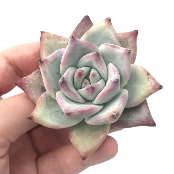 Echeveria ‘Colorata’ 2"-3" Rare Succulent Plant