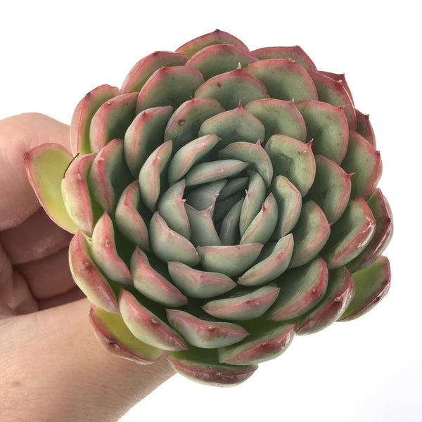 Echeveria 'Hanatsukiyo' 3" Succulent Plant