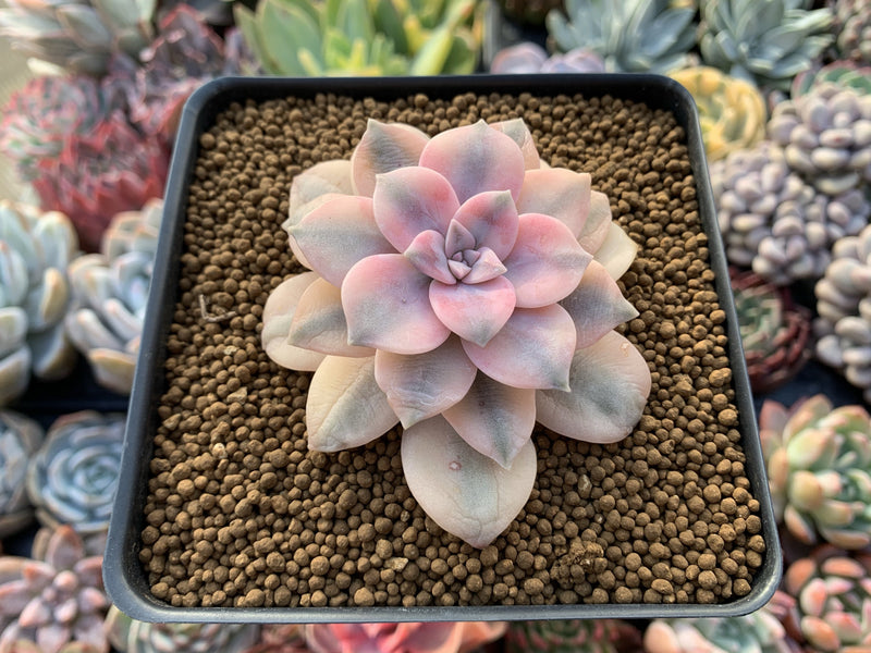 Quetzalcoatlia 'Pentandra Superba' Variegated 2" Succulent Plant (Formerly Graptopetalum 'Pentandrum Superbum' Variegated)