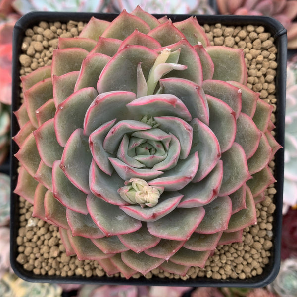 Echeveria 'Egeria' 4" Succulent Plant