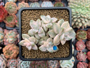 Graptoveria 'Titubans' Variegated 3" Cluster Succulent Plant