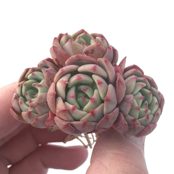 Echeveria 'Nanahukumini' Cluster 3" Succulent Plant