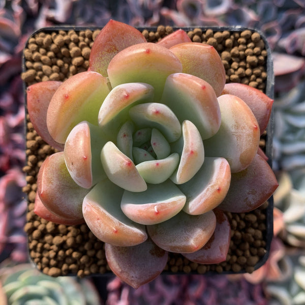 Echeveria 'Star Mark' 1"-2" Succulent Plant