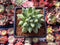 Pachyphytum Compactum 'Glaucum' 2" Succulent Plant