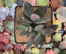 Crassula 'Garnet Lotus' 2"-3" Cluster Succulent Plant