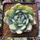 Echeveria Agavoides 'Queen Maria' Variegated 2"-3"Succulent Plant